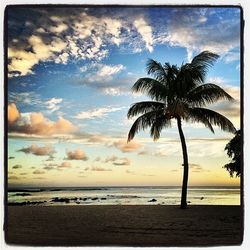 Palm trees on beach