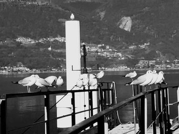 Seagull perching on railing against sea