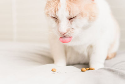 Close-up of cat on bed at home