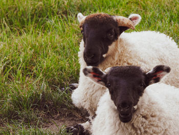 Sheep in a field