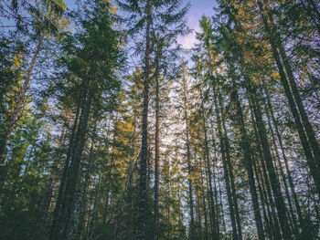 Low angle view of bamboo trees in forest