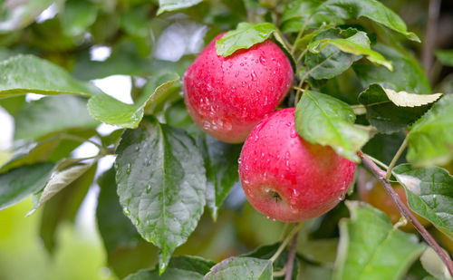 Close-up of apple growing on tree