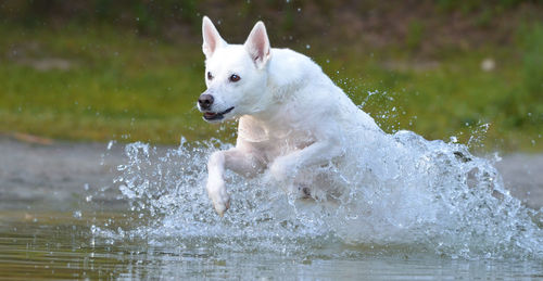 Dog running in lake