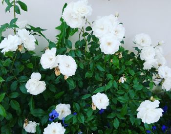 Close-up of white flowers