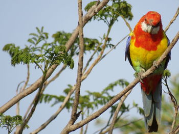 Low angle view of parrot perching on branch