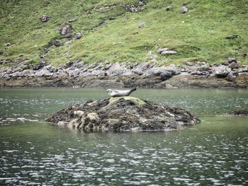 Ducks swimming in lake