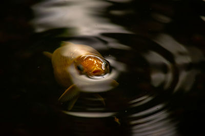 High angle view of fish swimming in sea