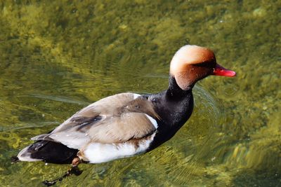 High angle view of duck swimming in lake