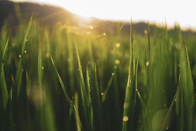 Close-up of grass growing on field