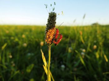 Close-up of flowers growing in field