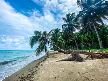 Palm trees on beach against sky