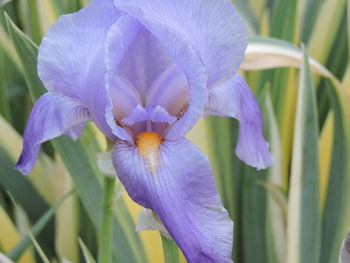 Close-up of purple iris blooming outdoors