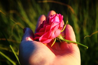 Close-up of hand holding pink flower