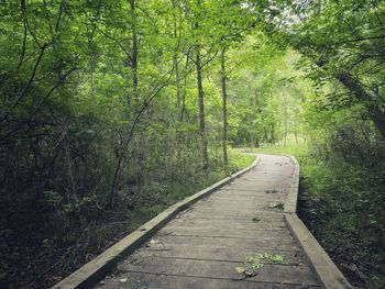Footpath amidst trees in forest