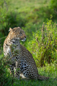 Full-length profile of leopard sitting in shrubs looking to the side