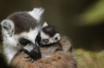 Close-up of an animal lemure and baby representation