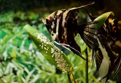 Close-up of insect on plant