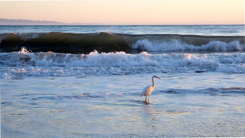 View of birds on beach