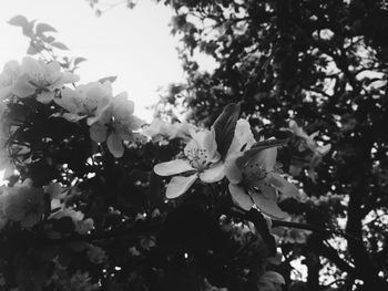 Low angle view of flowers blooming on tree