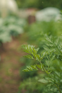 Close-up of pine tree