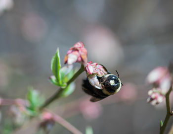 Close-up of bee pollinating on pink flower