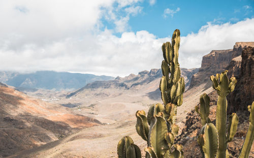 Cactus growing on mountain against cloudy sky