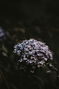 Close-up of purple flowering plant