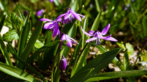 Close-up of purple flowering plants