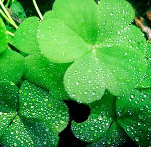 Close-up of water drops on leaves