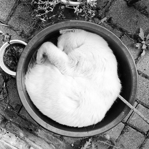 domestic animals, pets, domestic cat, one animal, animal themes, mammal, high angle view, cat, relaxation, sleeping, feline, resting, close-up, white color, no people, outdoors, day, lying down, wood - material, bowl