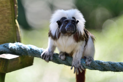 Portrait of a cotton top tamarin on a branch 