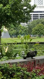 Plants growing in park