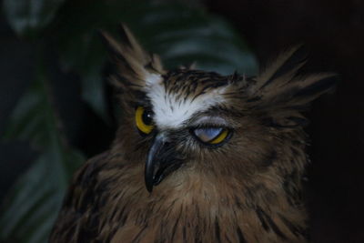 Close-up portrait of owl