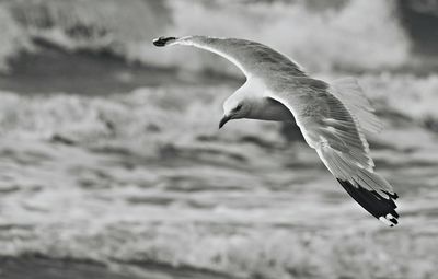 Close-up of seagull flying against blurred background