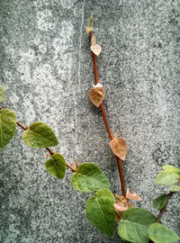 Close-up of plant growing outdoors