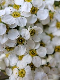 Close-up of white flowering plant