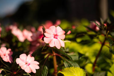 Close-up of pink flowering plant