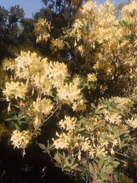 Flowers growing on tree