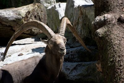 Close-up of deer