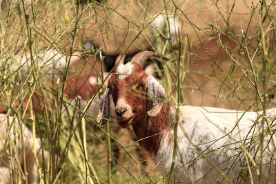 Close-up of sheep in grass