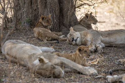 Lion family on field in forest