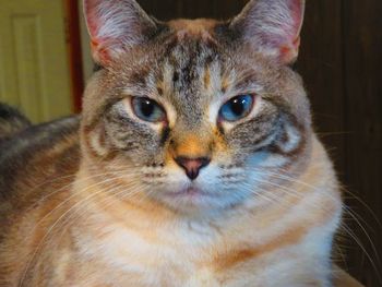 Close-up portrait of tabby cat