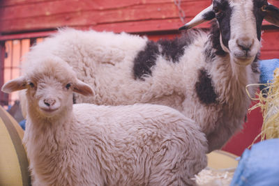 Sheep being carried on a truck in the toudra gorges valley near tinghir, morocco.