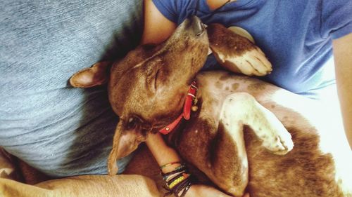 Low section of man sitting with dog