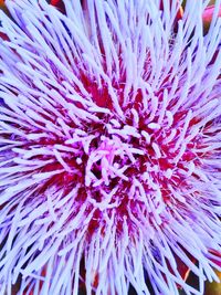 Full frame shot of purple flower