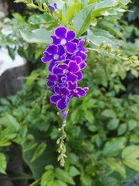 Close-up of purple flowers blooming outdoors