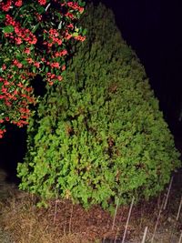 Close-up of ivy growing on tree