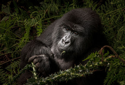 Gorilla in the wilderness eating.