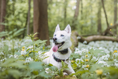 Dog running in forest