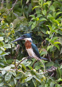 Bird perching on a branch